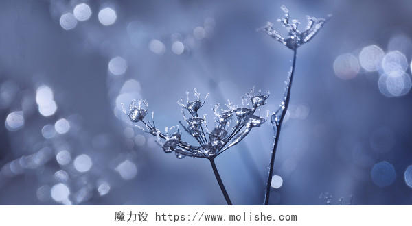 蓝色寒露植物特写露水光斑模糊晶莹剔透自然背景寒露背景